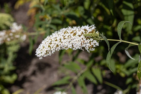Detaillierte Makroansichten Sommer Flieder Weiße Blume — Stockfoto