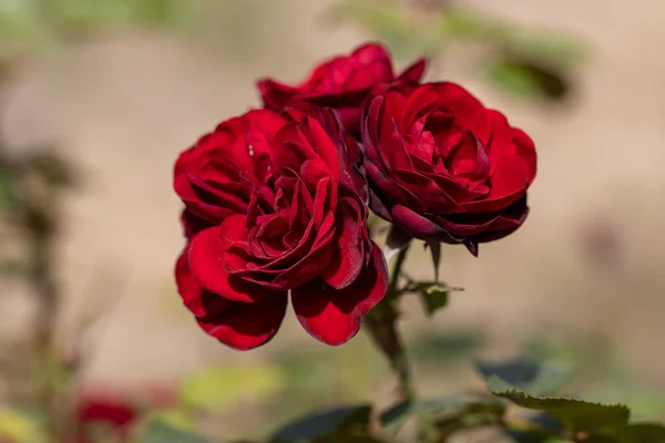 Vue Détaillée Fleur Rose Rouge — Photo