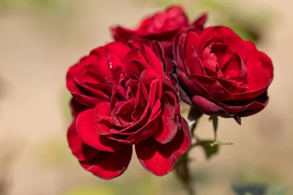 详细视图 红玫瑰花 — 图库照片