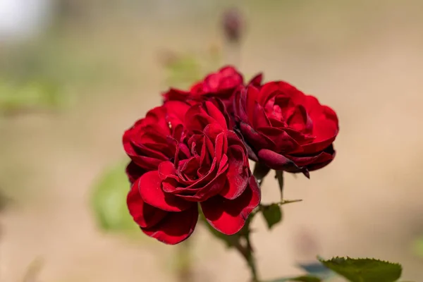 Vue Détaillée Fleur Rose Rouge — Photo