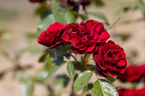 详细视图 红玫瑰花 — 图库照片
