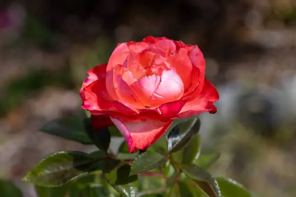 Vue Détaillée Fleur Rose Rouge — Photo