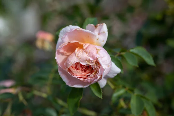 Detailansicht Rosafarbene Rose — Stockfoto