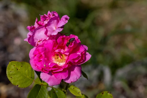 Vista Detallada Abeja Una Flor Rosa Púrpura —  Fotos de Stock
