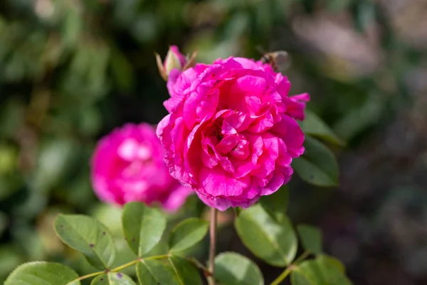 Detailní Pohled Fialová Růžová Růže — Stock fotografie