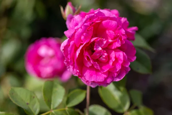 Detailní Pohled Fialová Růžová Růže — Stock fotografie