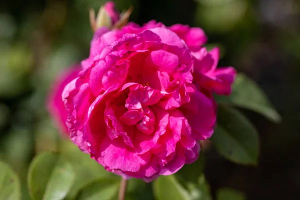 Ayrıntılı Görüş Mor Pembe Gül — Stok fotoğraf