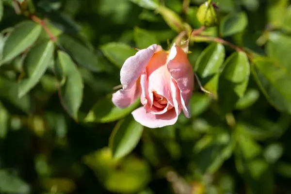 Detailní Pohled Růžová Růže — Stock fotografie