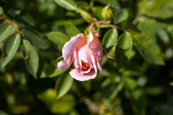 Detailní Pohled Růžová Růže — Stock fotografie