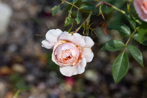 Detailní Pohled Růžová Růže — Stock fotografie