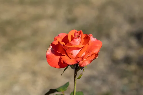 Vue Détaillée Fleur Rose Rouge — Photo