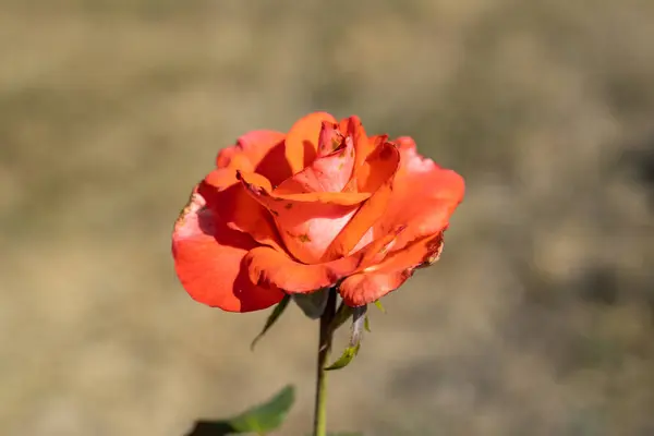 Vue Détaillée Fleur Rose Rouge — Photo