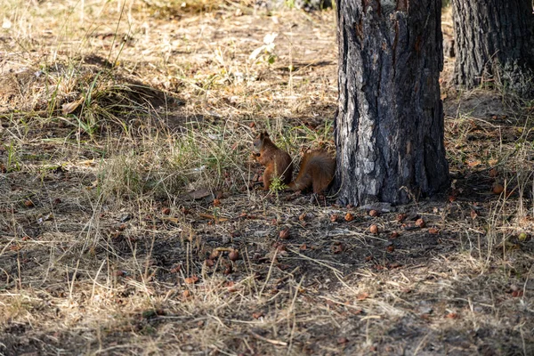 Κόκκινος Σκίουρος Στο Πάρκο Τρώει Ξηρούς Καρπούς Φόντο Κίτρινο Πράσινο — Φωτογραφία Αρχείου