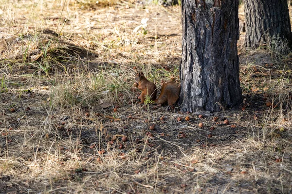 Scoiattolo Rosso Nel Parco Che Mangia Noci Uno Sfondo Erba — Foto Stock