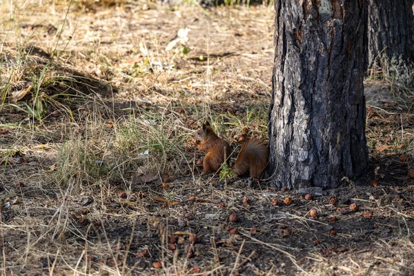 Κόκκινος Σκίουρος Στο Πάρκο Τρώει Ξηρούς Καρπούς Φόντο Κίτρινο Πράσινο — Φωτογραφία Αρχείου