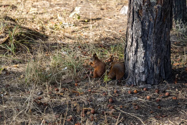 Scoiattolo Rosso Nel Parco Che Mangia Noci Uno Sfondo Erba — Foto Stock