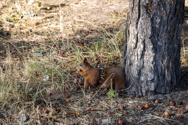 공원에 다람쥐는 황록색 위에서 견과류를 — 스톡 사진