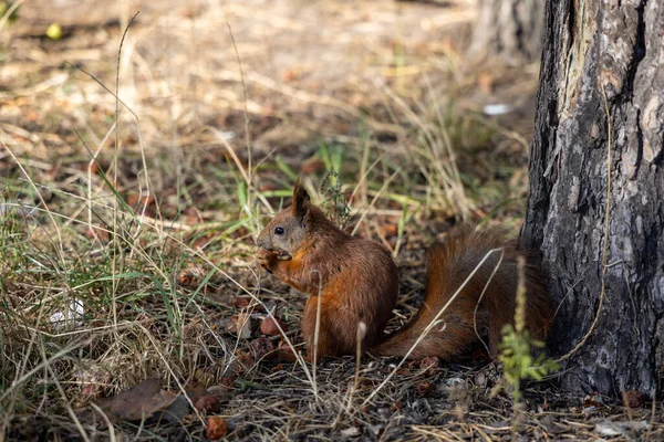 Scoiattolo Rosso Nel Parco Che Mangia Noci Uno Sfondo Erba — Foto Stock