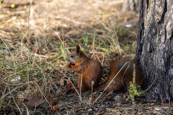 公園の赤いリスは黄緑の草を背景にナッツを食べています — ストック写真