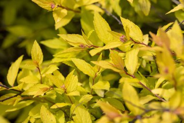 Doğal arka planda sarı yapraklı bir çalı. Ayrıntılı makro görünüm.