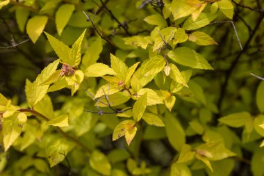 Doğal arka planda sarı yapraklı bir çalı. Ayrıntılı makro görünüm.