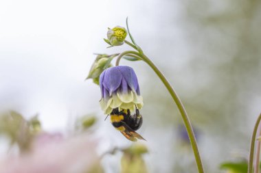 Çan çiçeğindeki yaban arısı. Ayrıntılı makro görünüm.