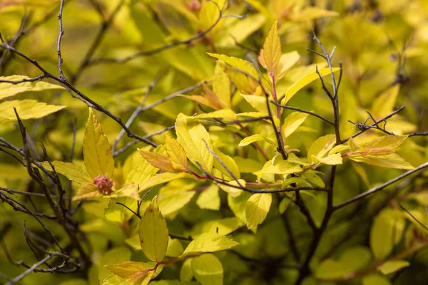 一种有黄色叶子在自然背景上的灌木 详细的宏观视图 — 图库照片