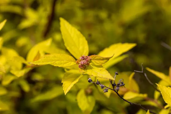 Ein Strauch Mit Gelben Blättern Auf Einem Natürlichen Hintergrund Detaillierte — Stockfoto