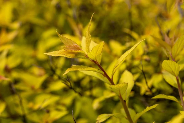 Ein Strauch Mit Gelben Blättern Auf Einem Natürlichen Hintergrund Detaillierte — Stockfoto