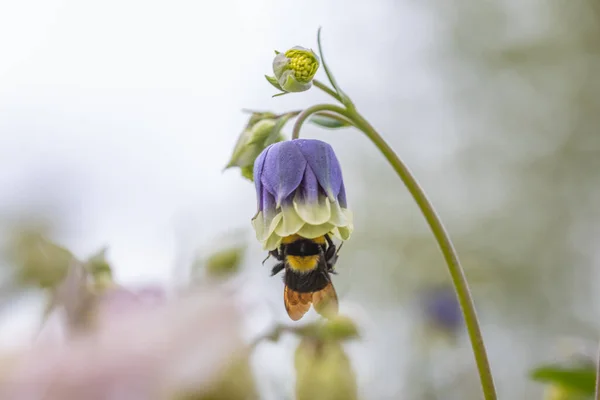 Hommel Een Bel Bloem Gedetailleerde Macro Weergave — Stockfoto