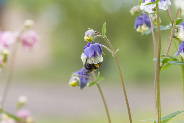 Bumblebee Kwiat Dzwonu Szczegółowy Widok Makra — Zdjęcie stockowe