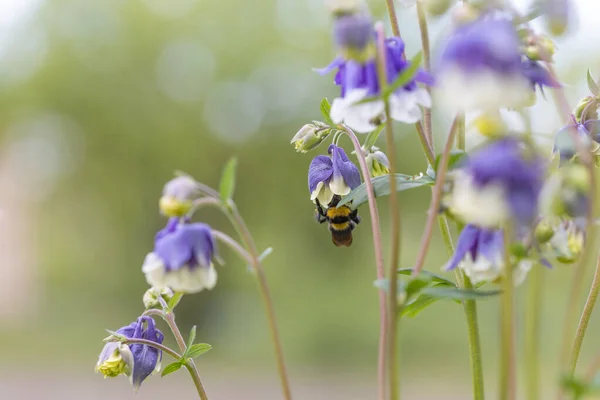 Bumblebee Uma Flor Sino Vista Macro Detalhada — Fotografia de Stock