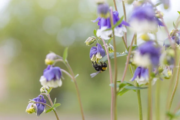 Bumblebee Uma Flor Sino Vista Macro Detalhada — Fotografia de Stock