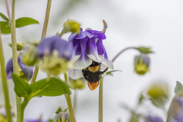 Bumblebee Bell Flower Detailed Macro View — Stock Photo, Image