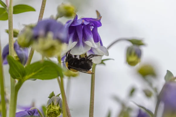 Bumblebee Uma Flor Sino Vista Macro Detalhada — Fotografia de Stock