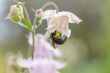 Çan çiçeğindeki yaban arısı. Ayrıntılı makro görünüm.