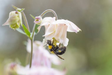 Çan çiçeğindeki yaban arısı. Ayrıntılı makro görünüm.