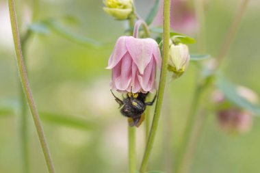 Çan çiçeğindeki yaban arısı. Ayrıntılı makro görünüm.