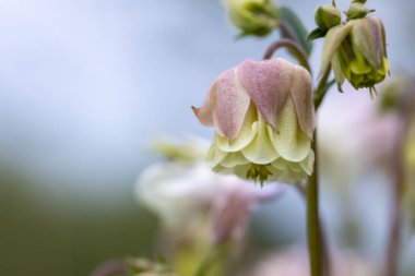 Pembe çan çiçeği. Ayrıntılı makro görünüm.