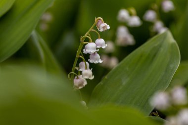 Vadi çiçeğinin beyaz zambağı. Ayrıntılı makro görünüm.