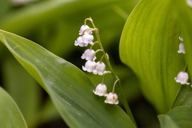 Vadi çiçeğinin beyaz zambağı. Ayrıntılı makro görünüm.