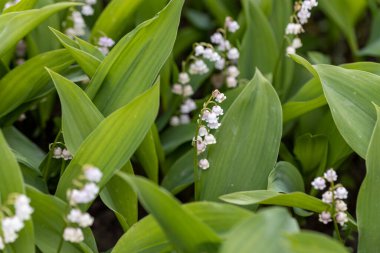 Vadi çiçeğinin beyaz zambağı. Ayrıntılı makro görünüm.