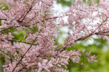 Pembe çiçekler, kelebek çalıları. Ayrıntılı makro görünüm.