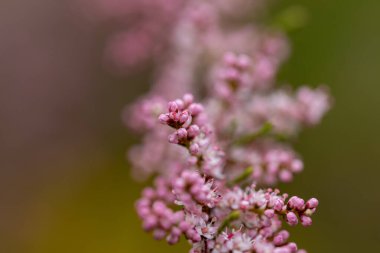 Pembe çiçekler, kelebek çalıları. Ayrıntılı makro görünüm.