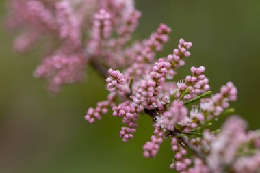 Pembe çiçekler, kelebek çalıları. Ayrıntılı makro görünüm.