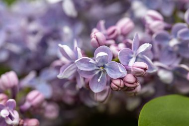 Mor leylak çiçeği. Ayrıntılı makro görünüm.