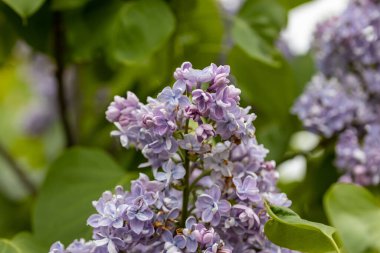 Mor leylak çiçeği. Ayrıntılı makro görünüm.