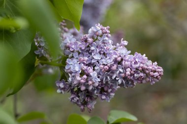 Mor leylak çiçeği. Ayrıntılı makro görünüm.