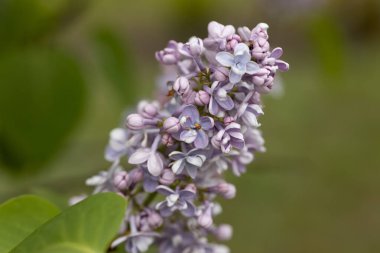 Mor leylak çiçeği. Ayrıntılı makro görünüm.