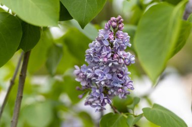 Mor leylak çiçeği. Ayrıntılı makro görünüm.